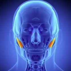 Level 4 Award in Facial Anatomy & Physiology (RQF)